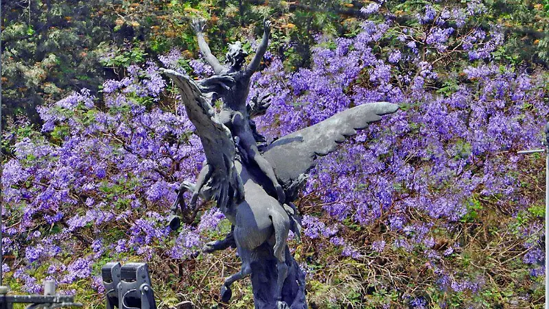Jacarandas bajo la alerta naranja: La primavera más fría en la CDMX [Fotorreportaje]